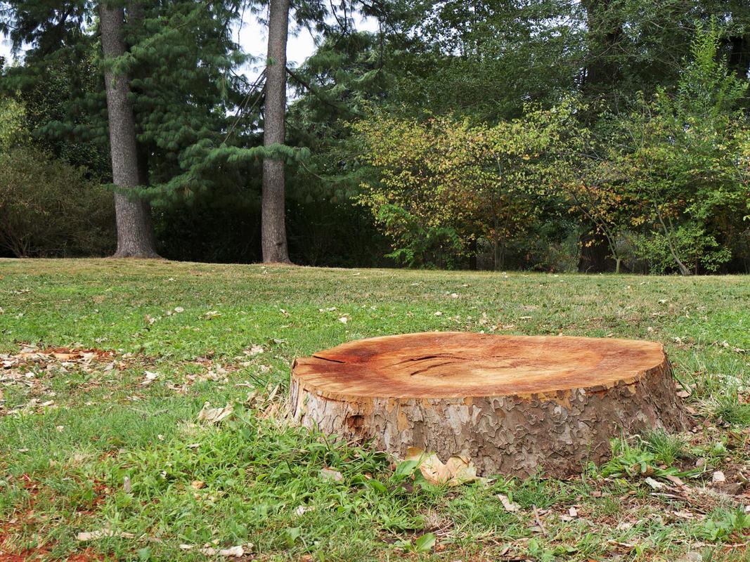 stump in Columbus before removal